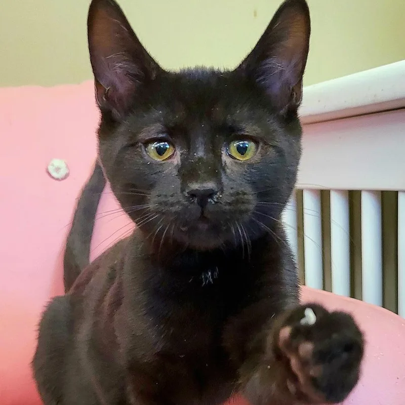 A baby small-sized male Black Domestic Short Hair cat named Batman for adoption in Springfield, OH