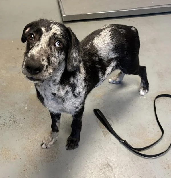 A baby medium-sized male Catahoula Leopard Dog dog named Domino for adoption in Salt Lake City, UT
