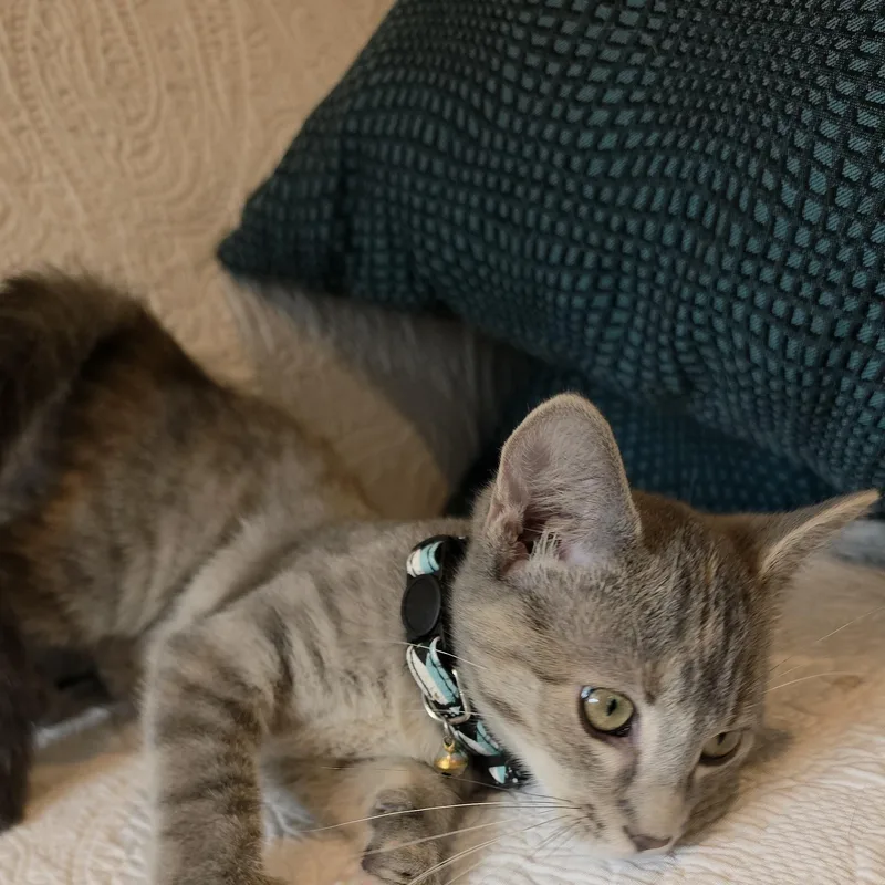 A baby medium-sized female Torbie Domestic Short Hair cat named Megan TS for adoption in Saint Paul, MN