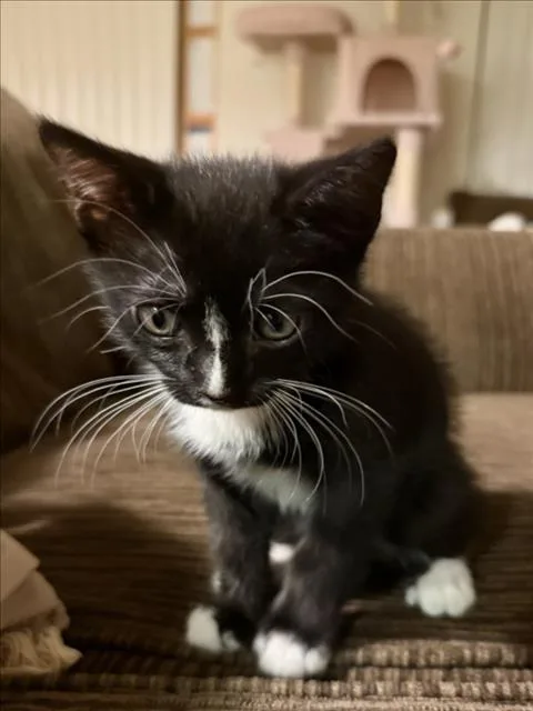 A baby medium-sized male Domestic Short Hair cat named Jo for adoption in Woodland, CA