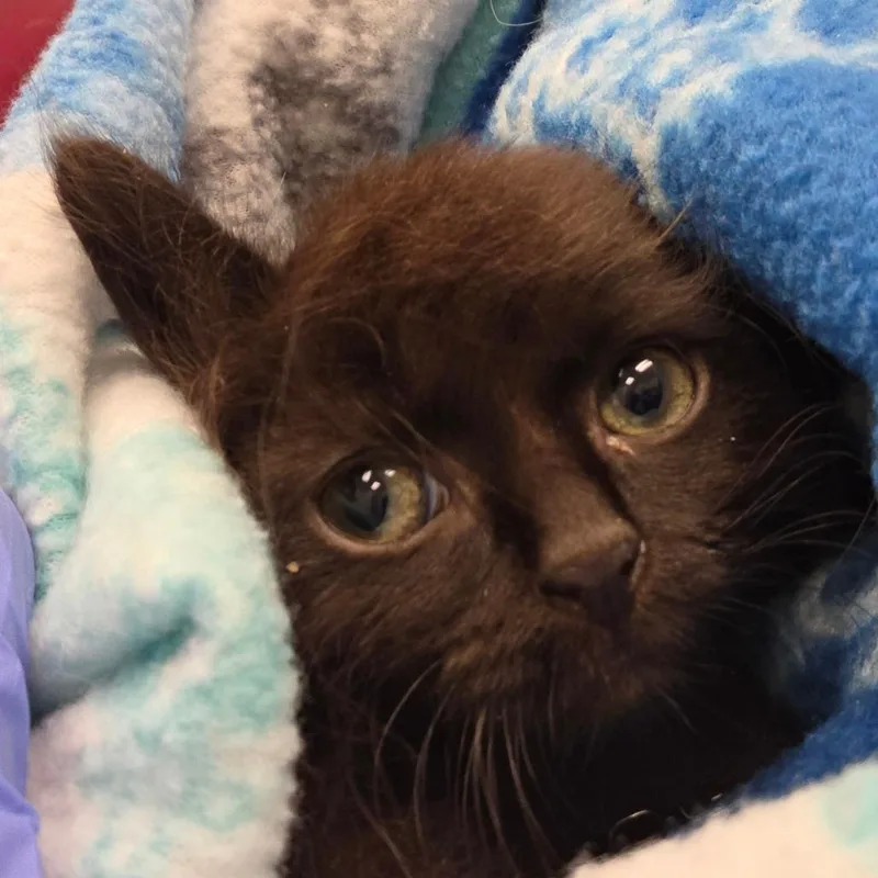 A baby small-sized female Black Domestic Long Hair cat named Storm for adoption in Chattanooga, TN
