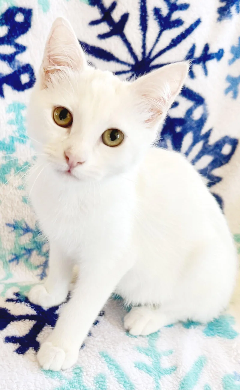 A baby medium-sized female White Domestic Short Hair cat named Muffin for adoption in Alameda, CA