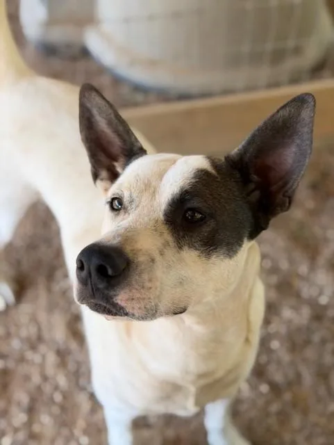 Ted Lasso! thumbnail 4