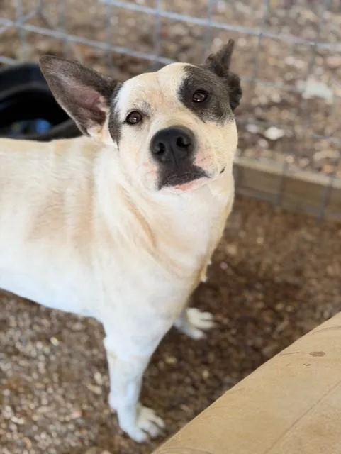 Ted Lasso! thumbnail 5