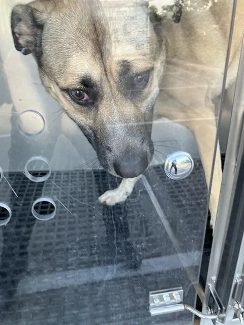 An adult large-sized female Mixed Breed dog named Bisquit for adoption in Dallas, TX