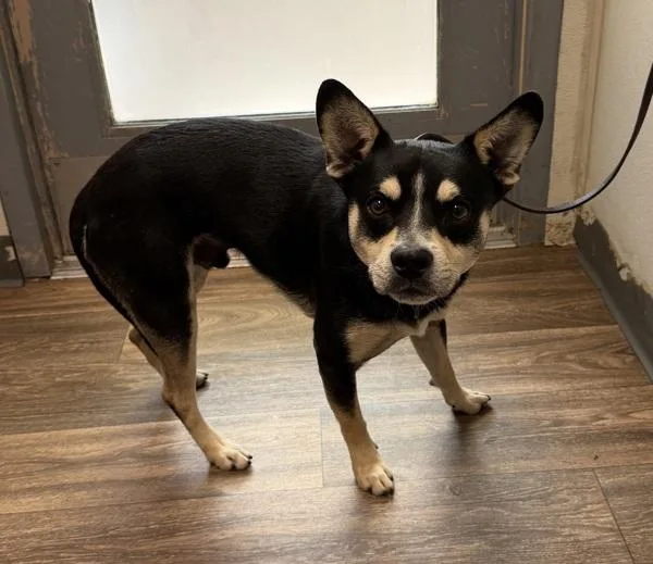 An adult medium-sized male Shepherd dog named Chinobarrio for adoption in San Diego, CA