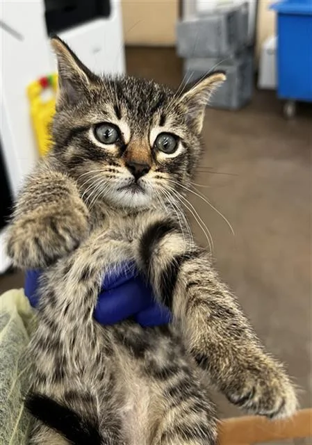 A baby medium-sized male Domestic Medium Hair cat named Milo for adoption in Dallas, TX