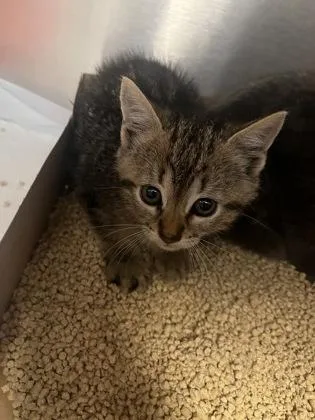 Peppermint