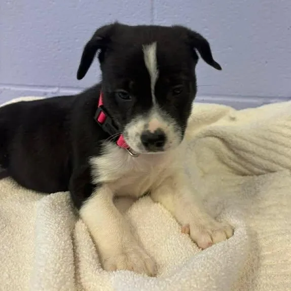 Mona Lisa thumbnail 2