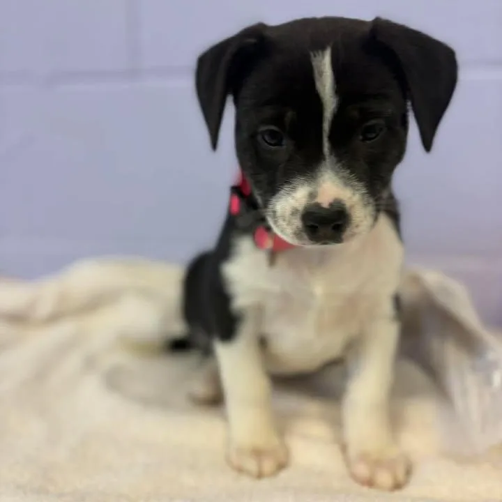 Mona Lisa thumbnail 3