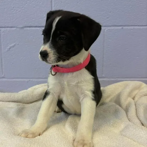 Mona Lisa thumbnail 4