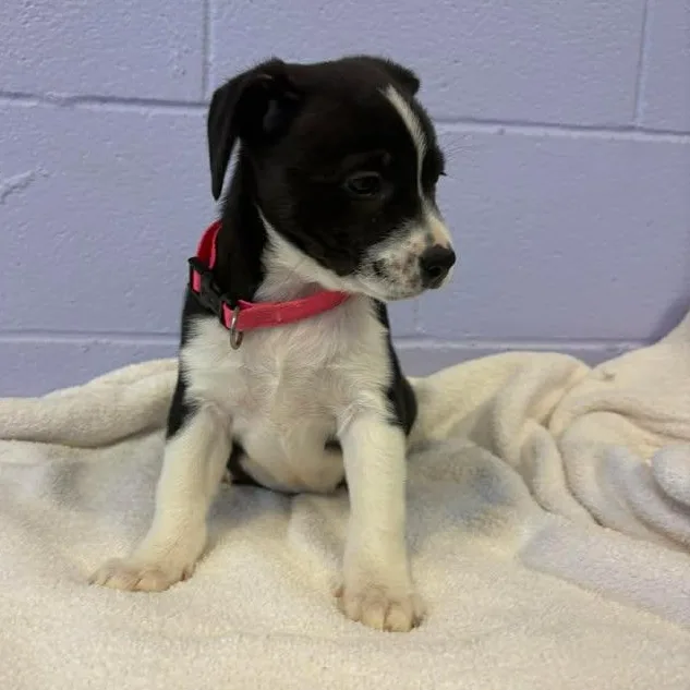 Mona Lisa thumbnail 5