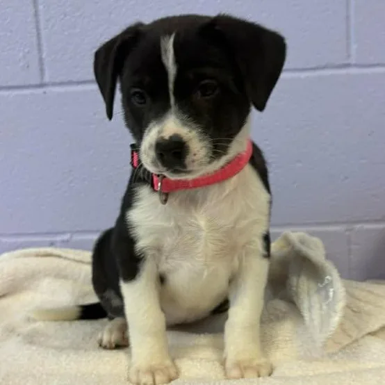 Mona Lisa thumbnail 6