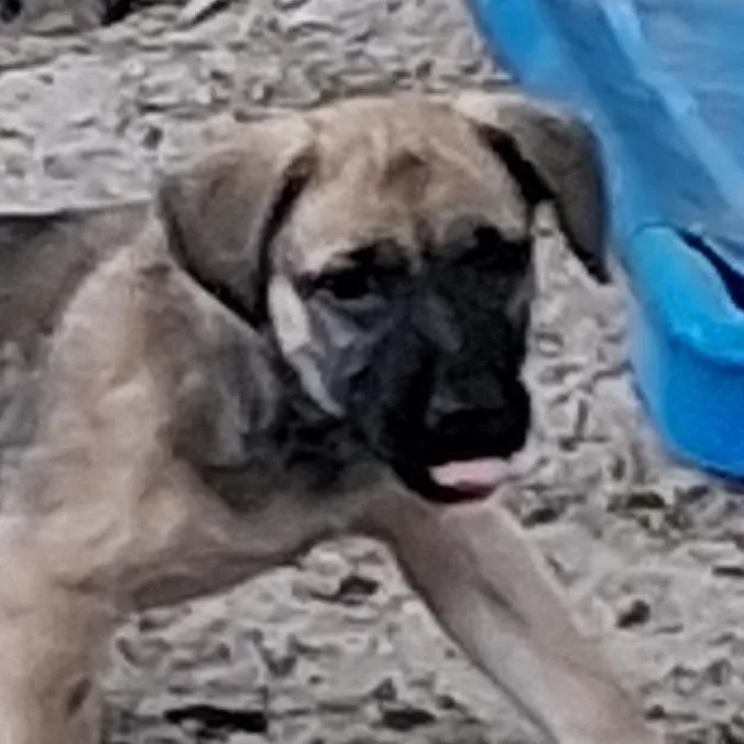A baby medium-sized female Yellow / Tan / Blond / Fawn Dachshund dog named Abby for adoption in Morriston, FL