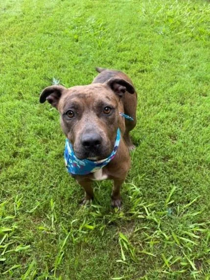 A young large-sized female Pit Bull Terrier dog named Brownie for adoption in Tulsa, OK