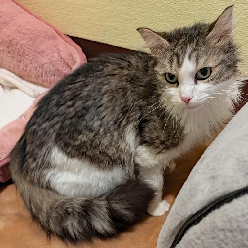 Freda Pearl thumbnail 2