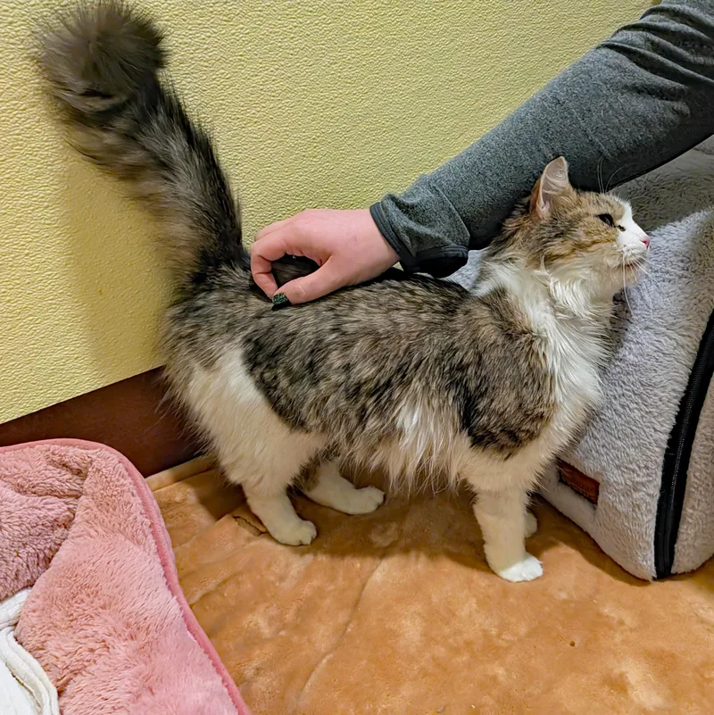 Freda Pearl thumbnail 4