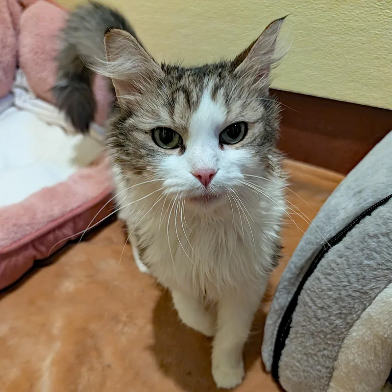 Freda Pearl thumbnail 6