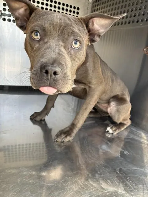 A baby small-sized female Pit Bull Terrier dog named Marge for adoption in Mesa, AZ