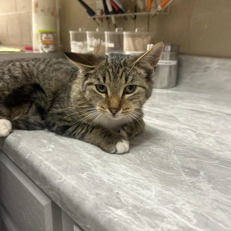 A young medium-sized male Black Domestic Short Hair cat named Dexter for adoption in Lewisburg, WV