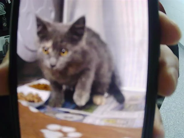 A baby small-sized female Domestic Short Hair cat named Daphne for adoption in Charlotte, NC