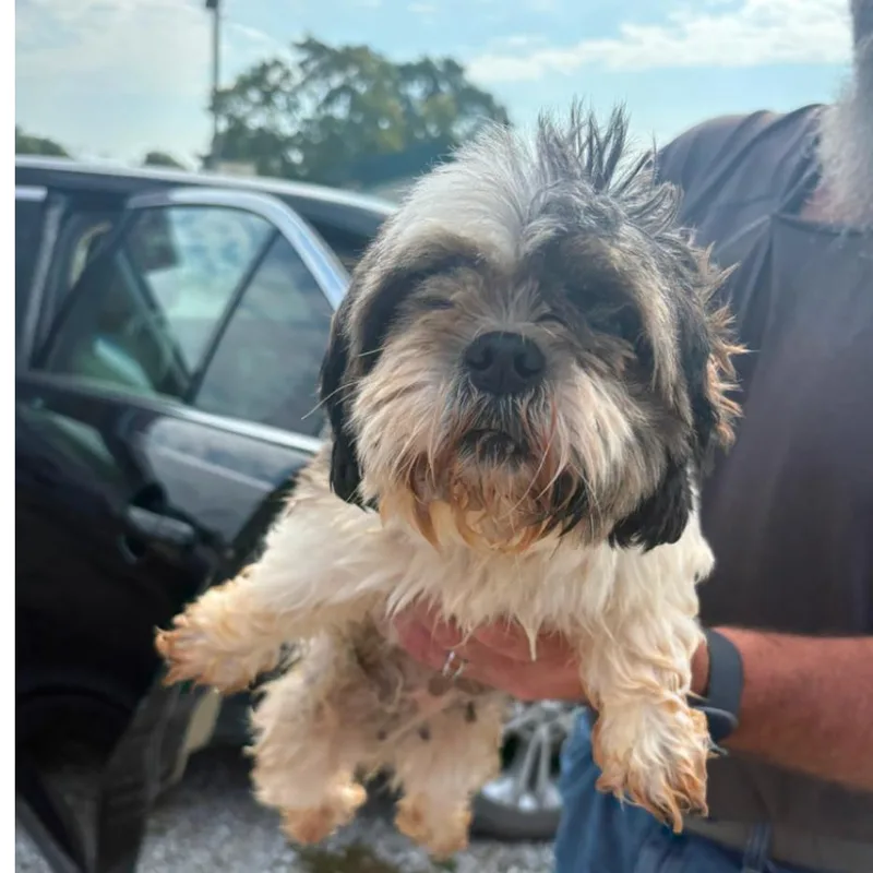 An adult small-sized female White / Cream Shih Tzu dog named Debbie for adoption in Normal, IL