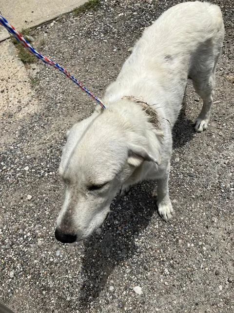 A young extra large-sized female Mixed Breed dog named Henry for adoption in Dallas, TX