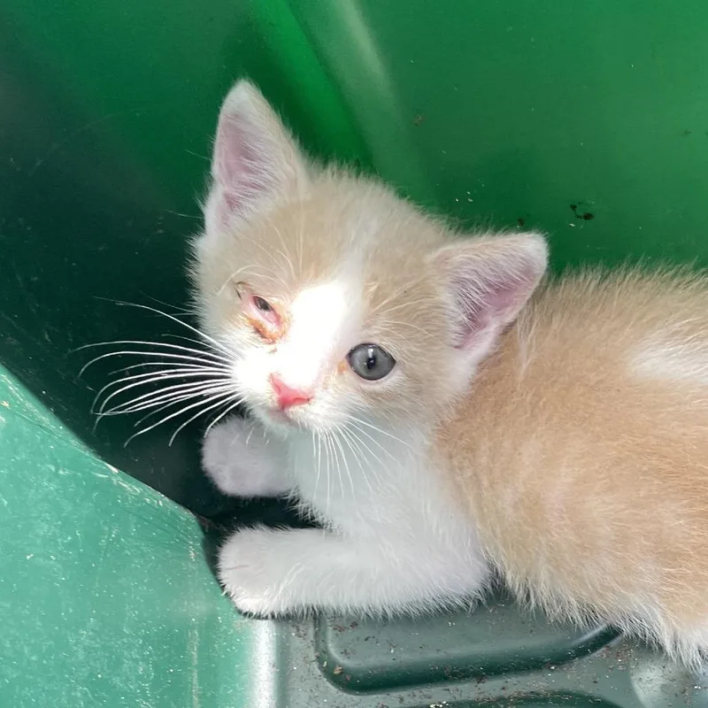Finn