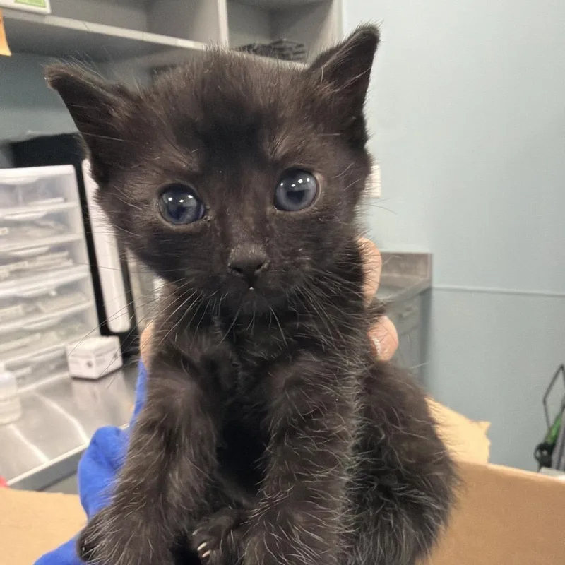 A baby small-sized female Black Domestic Short Hair cat named Roast Beef for adoption in Greensboro, NC