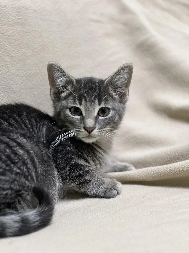 A baby medium-sized male Domestic Short Hair cat named Lovey for adoption in Jackson, MI