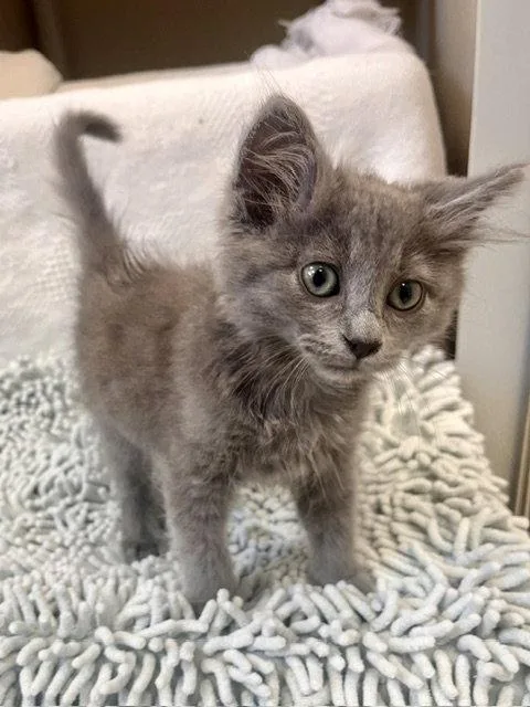 A baby small-sized male Gray / Blue / Silver Domestic Medium Hair cat named Pretzel for adoption in Webster, WI