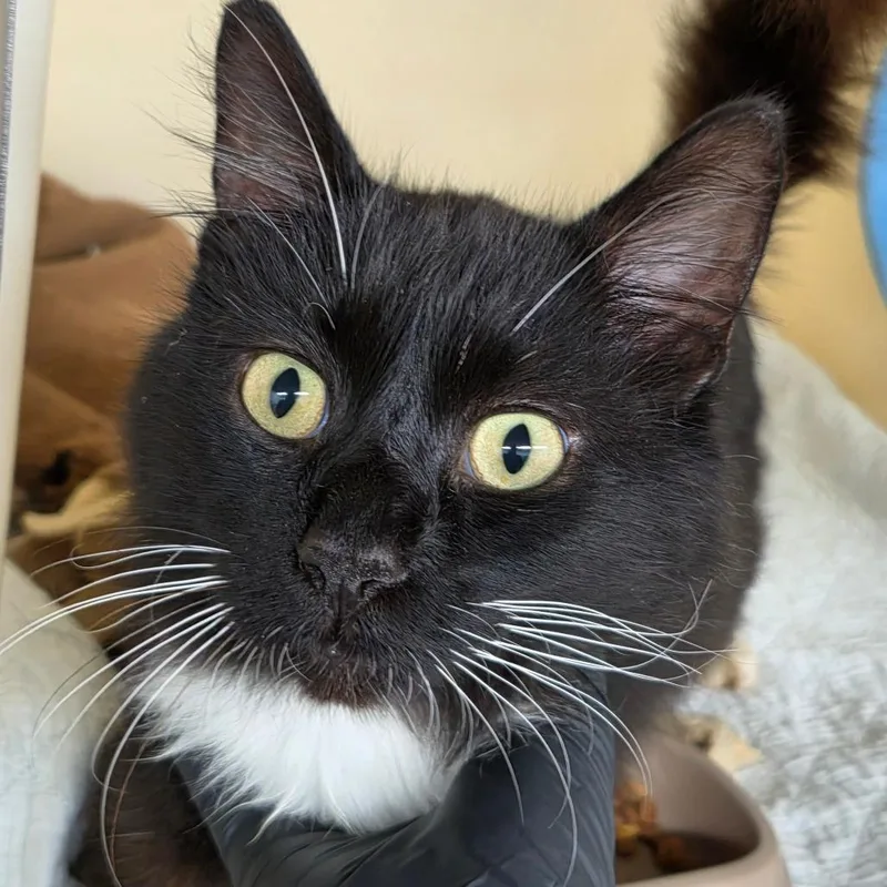 An adult large-sized male Black Domestic Medium Hair cat named Ernie for adoption in Zanesville, OH