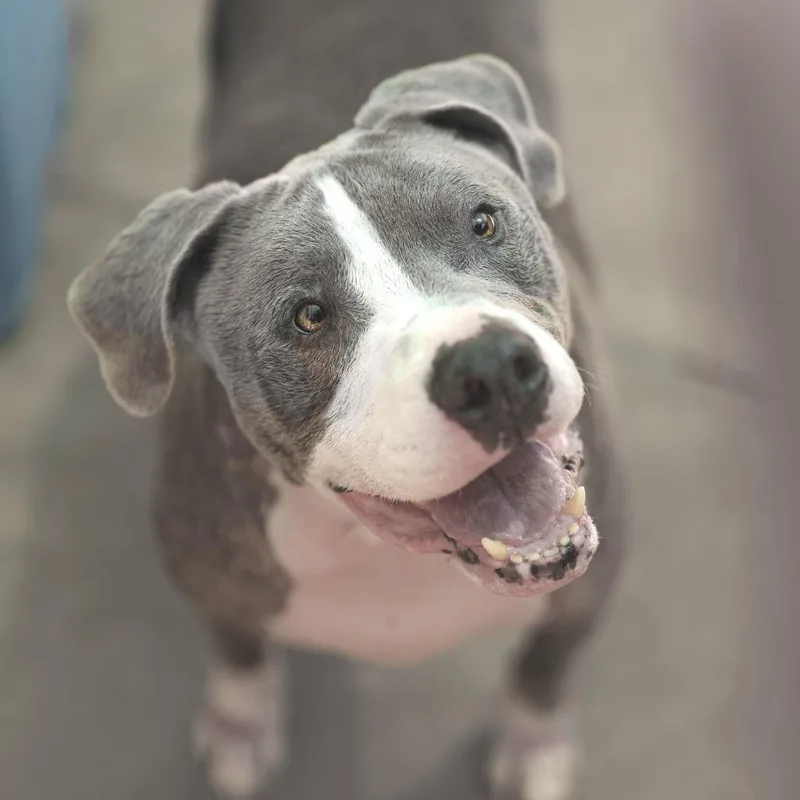 A senior large-sized male Gray / Blue / Silver Mixed Breed dog named Ruckus for adoption in San Francisco, CA