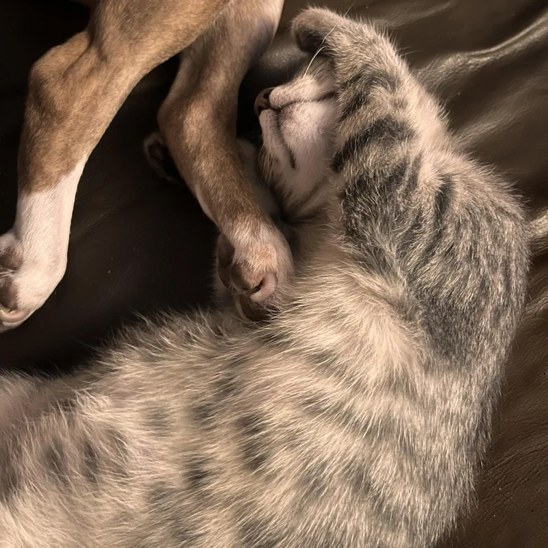 A baby medium-sized female Gray / Blue / Silver Domestic Short Hair cat named Sinclair for adoption in Rochester, NY