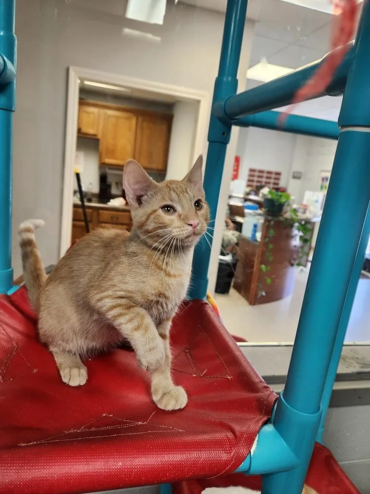 A young medium-sized male Domestic Short Hair cat named Forest for adoption in Lexington, TN