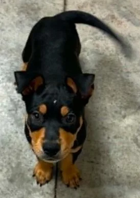 A baby small-sized male Terrier dog named Peter for adoption in Lampasas, TX