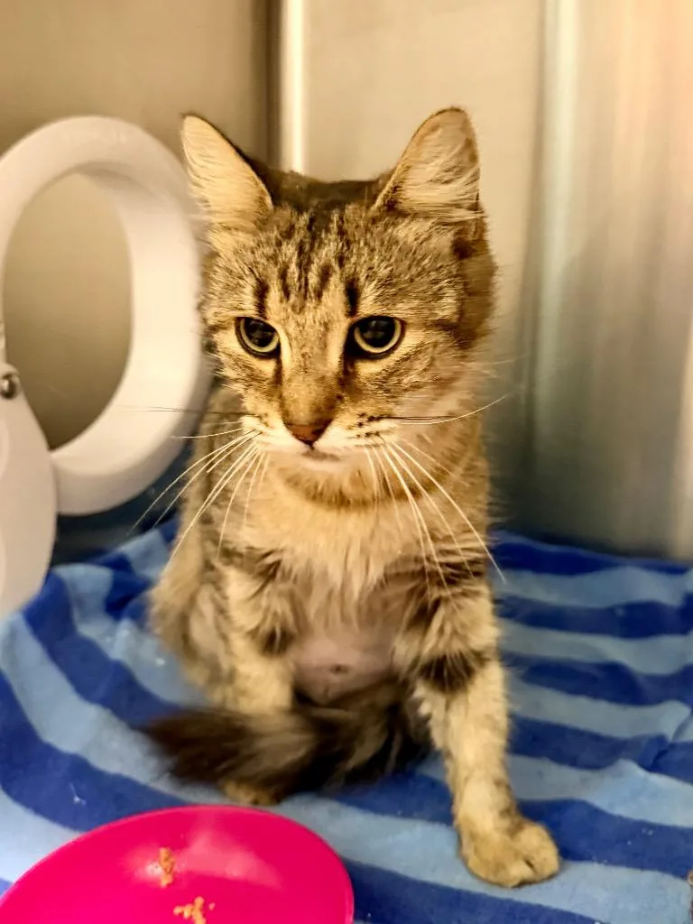 A young small-sized female Domestic Short Hair cat named Whiskerwind for adoption in Cape Coral, FL