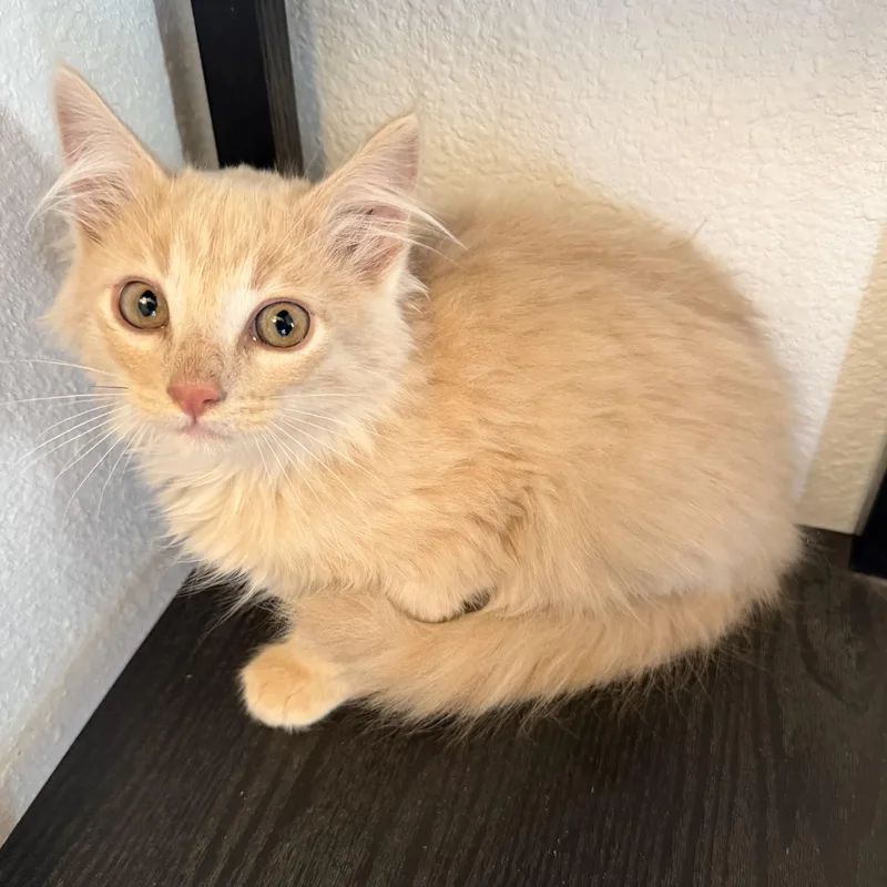 Ginny’s Buff Tabby thumbnail 2