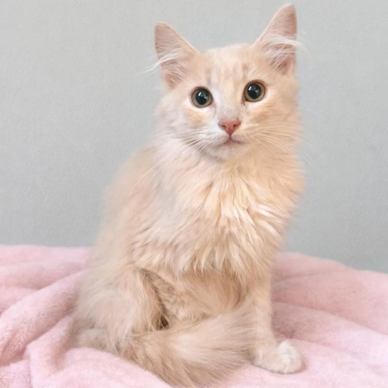 Ginny’s Buff Tabby