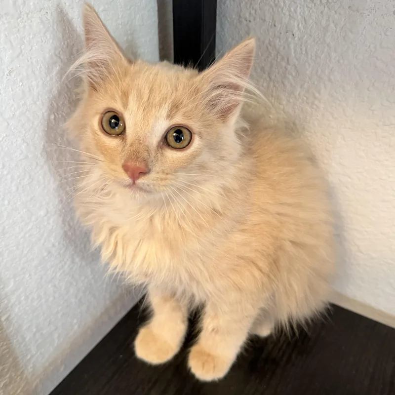 Ginny’s Buff Tabby thumbnail 4