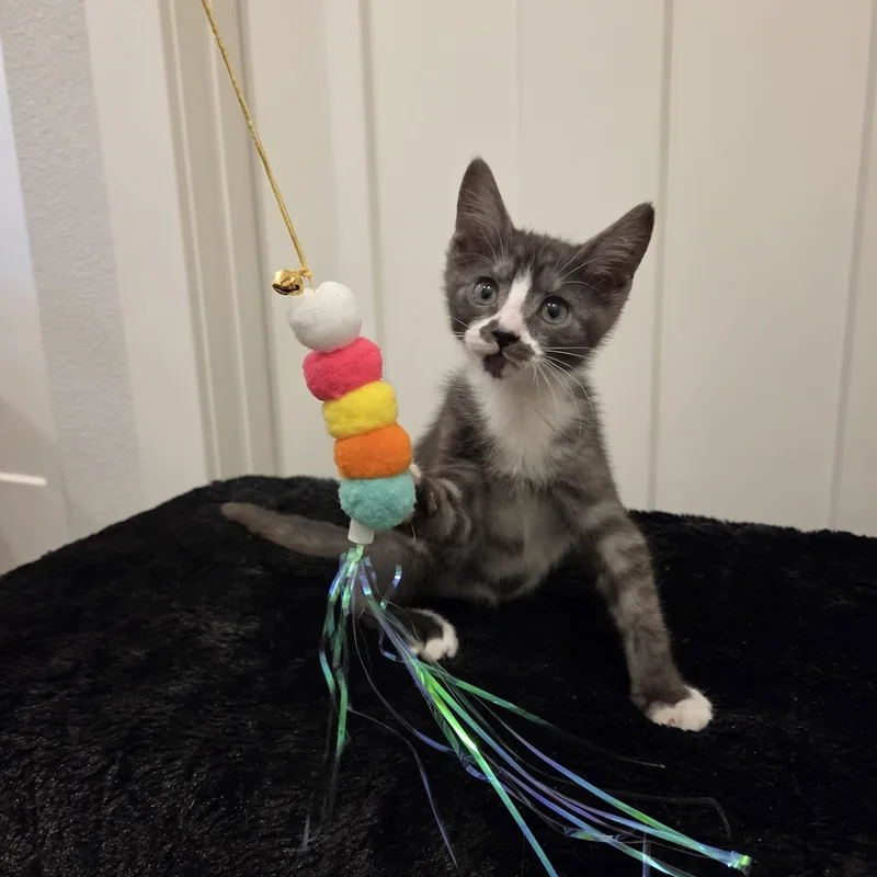 A baby medium-sized male Black & White / Tuxedo Domestic Short Hair cat named Ace for adoption in Hillsboro, OR