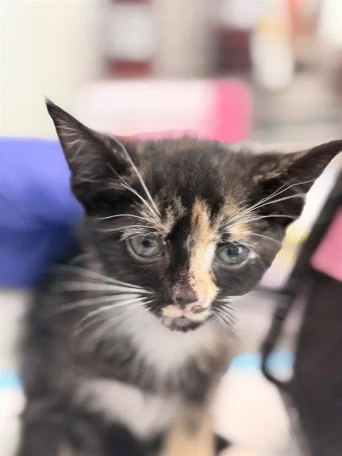 A baby small-sized female Domestic Short Hair cat named Precious for adoption in Tavares, FL