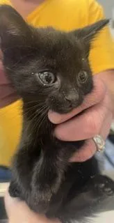 A baby small-sized male Domestic Short Hair cat named Filament for adoption in Haw River, NC