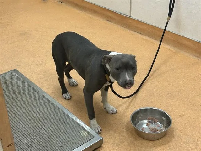 A young medium-sized female Pit Bull Terrier dog named Joan for adoption in Martinez, CA