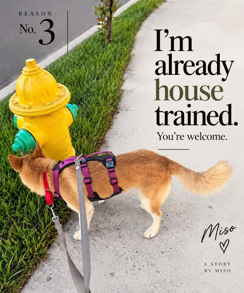 An adult medium-sized female Siberian Husky dog named Miso for adoption in Plant City, FL