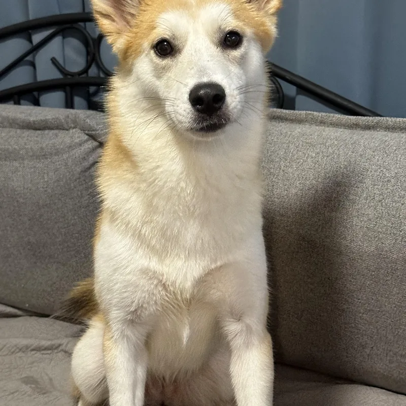 Miso thumbnail 2