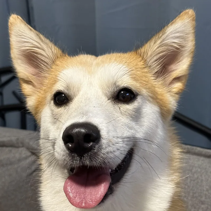 Miso thumbnail 3