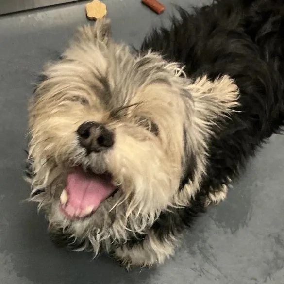 Milo