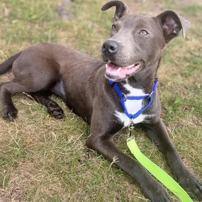 A baby medium-sized female Gray / Blue / Silver Chocolate Labrador Retriever dog named Sweet Silly Little Lilly for adoption in Newton, NJ