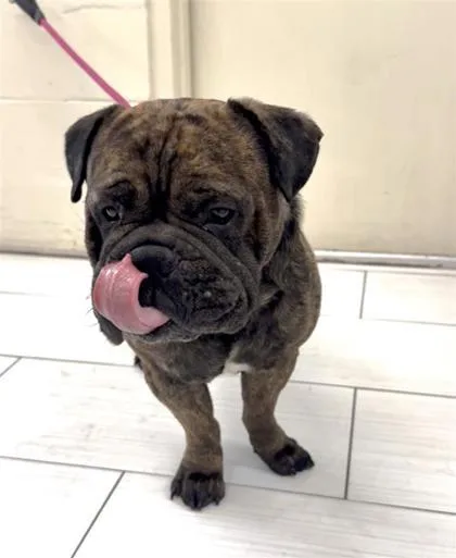 An adult medium-sized male Dogue de Bordeaux dog named Moose for adoption in Largo, FL